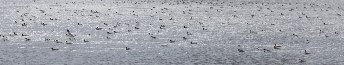 Serreta Mediana - ML647733003