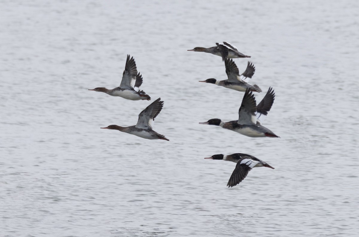 Serreta Mediana - ML647733004