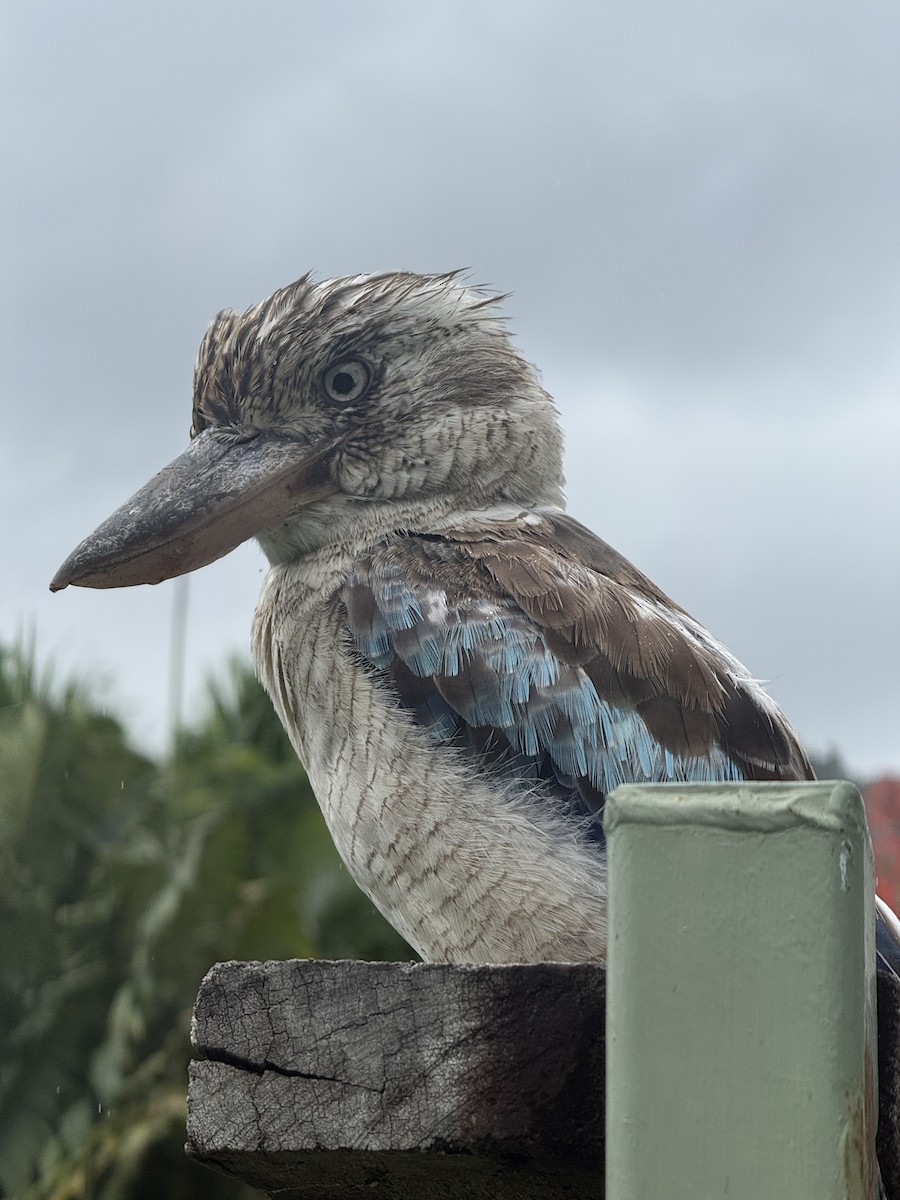Blue-winged Kookaburra - ML647733033