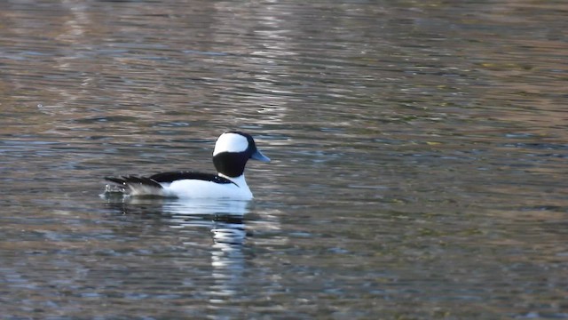 Гоголь-головастик - ML647733047