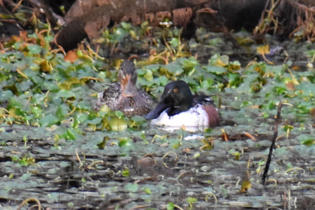 skjeand - ML647733053