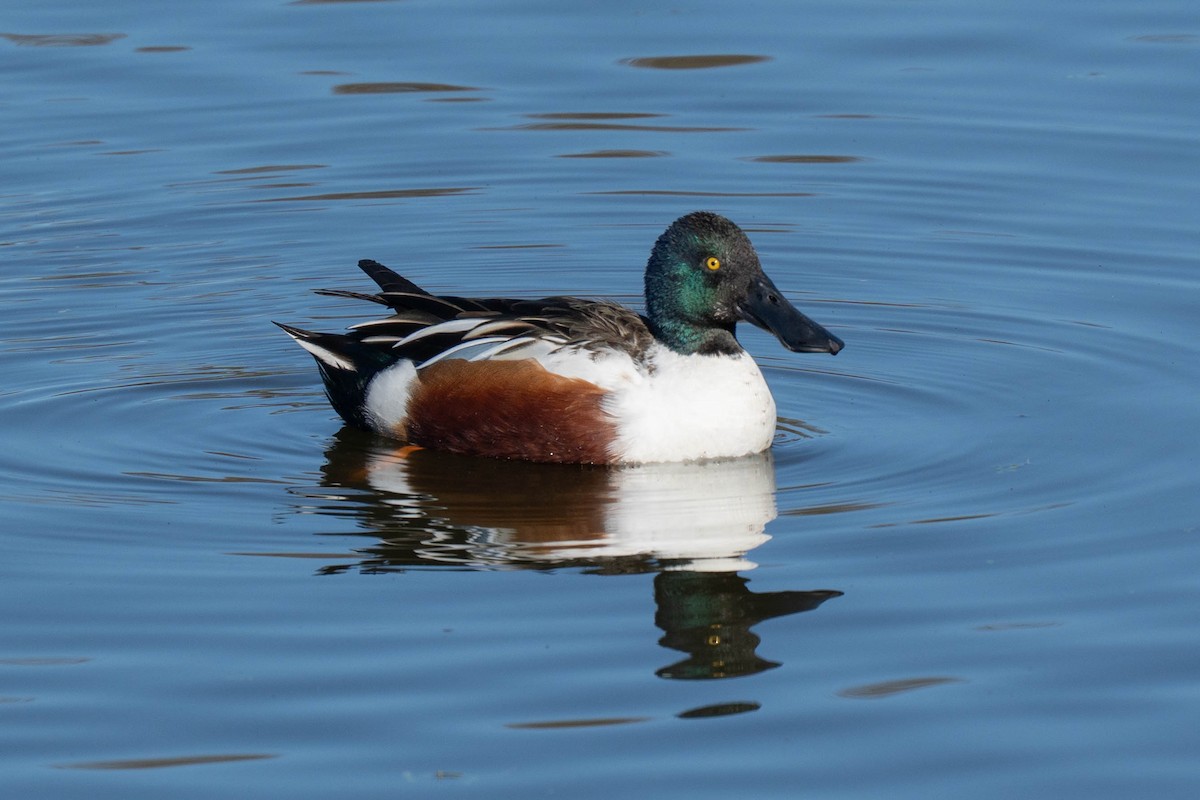 skjeand - ML647733054