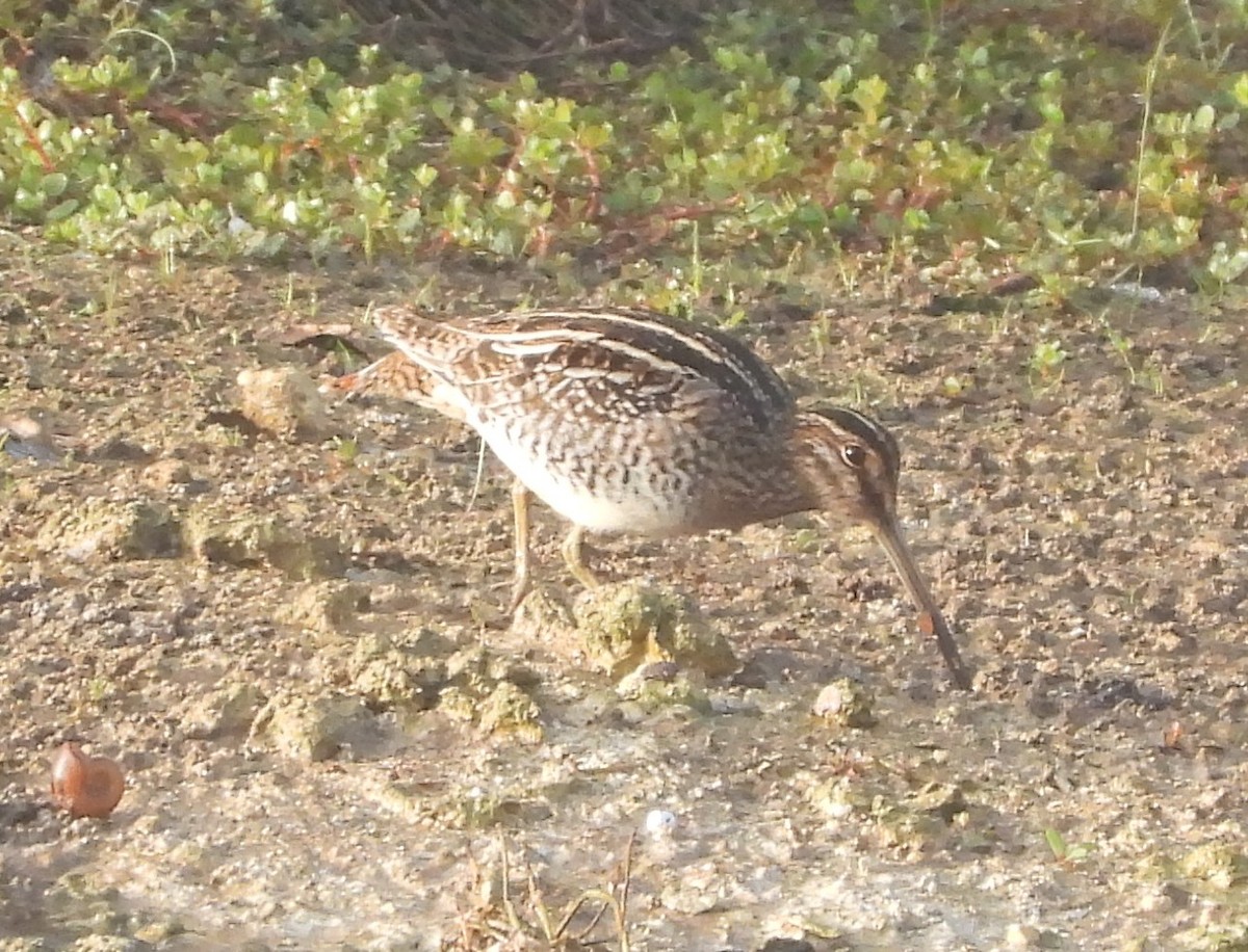 Wilson Suçulluğu - ML647733072