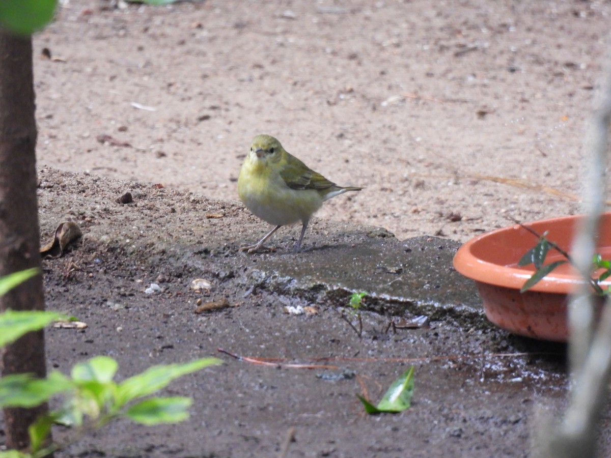 Tennessee Warbler - ML647733096