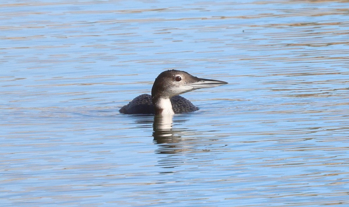 Common Loon - ML647733098
