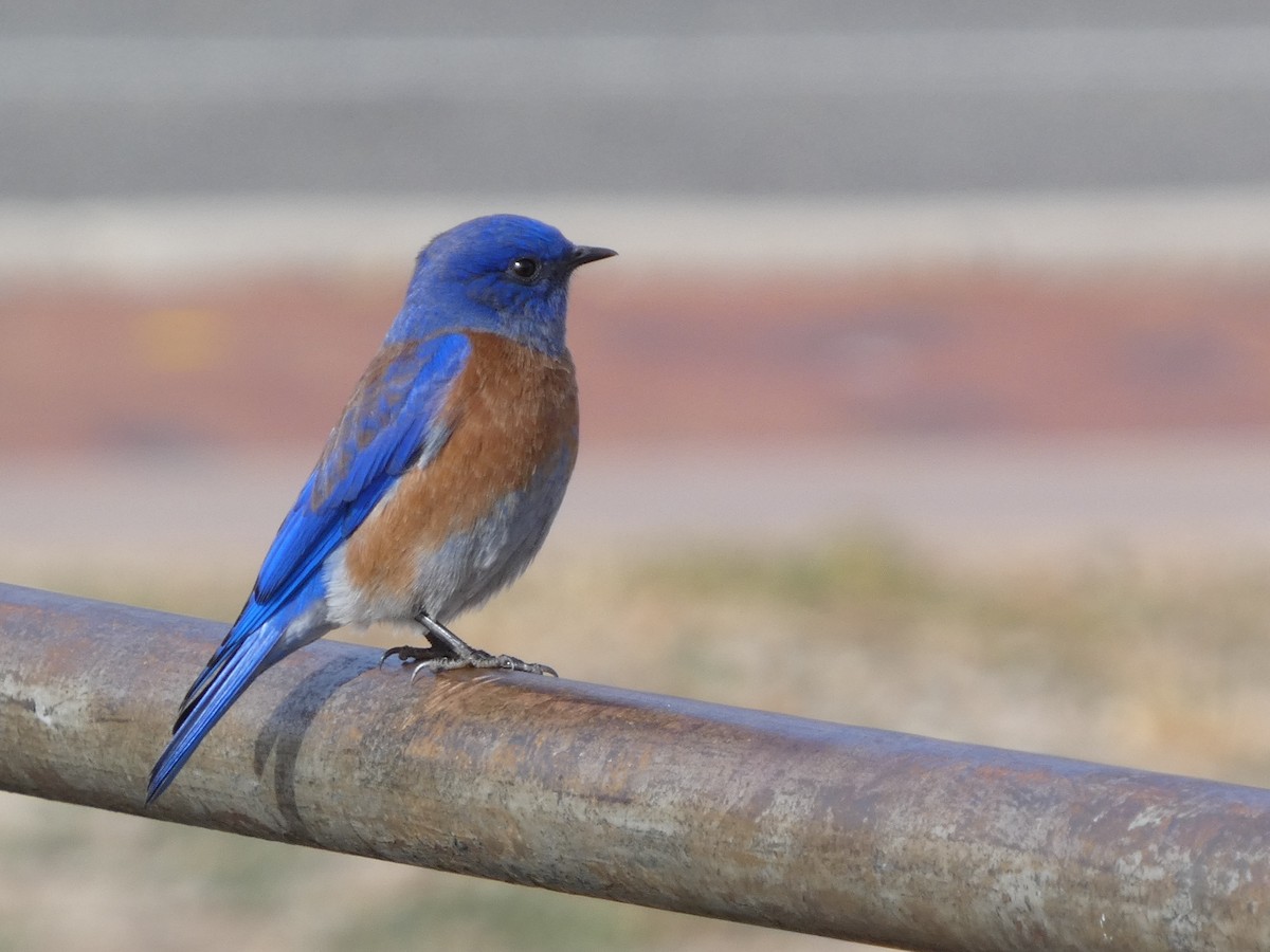 Western Bluebird - ML647733110