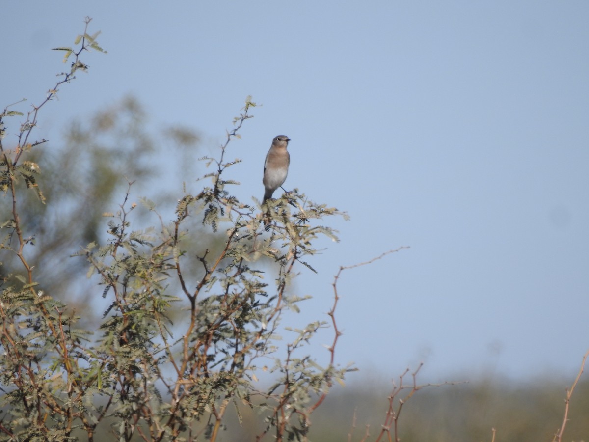 Western Bluebird - ML647733111