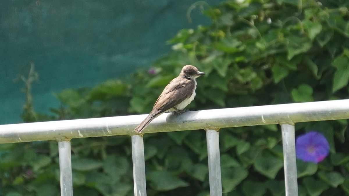 Tyran tritri - ML647733128