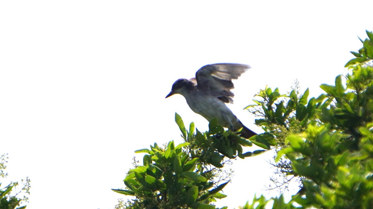 Tyran tritri - ML647733129