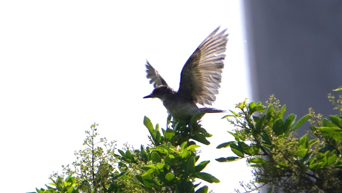 Tyran tritri - ML647733130