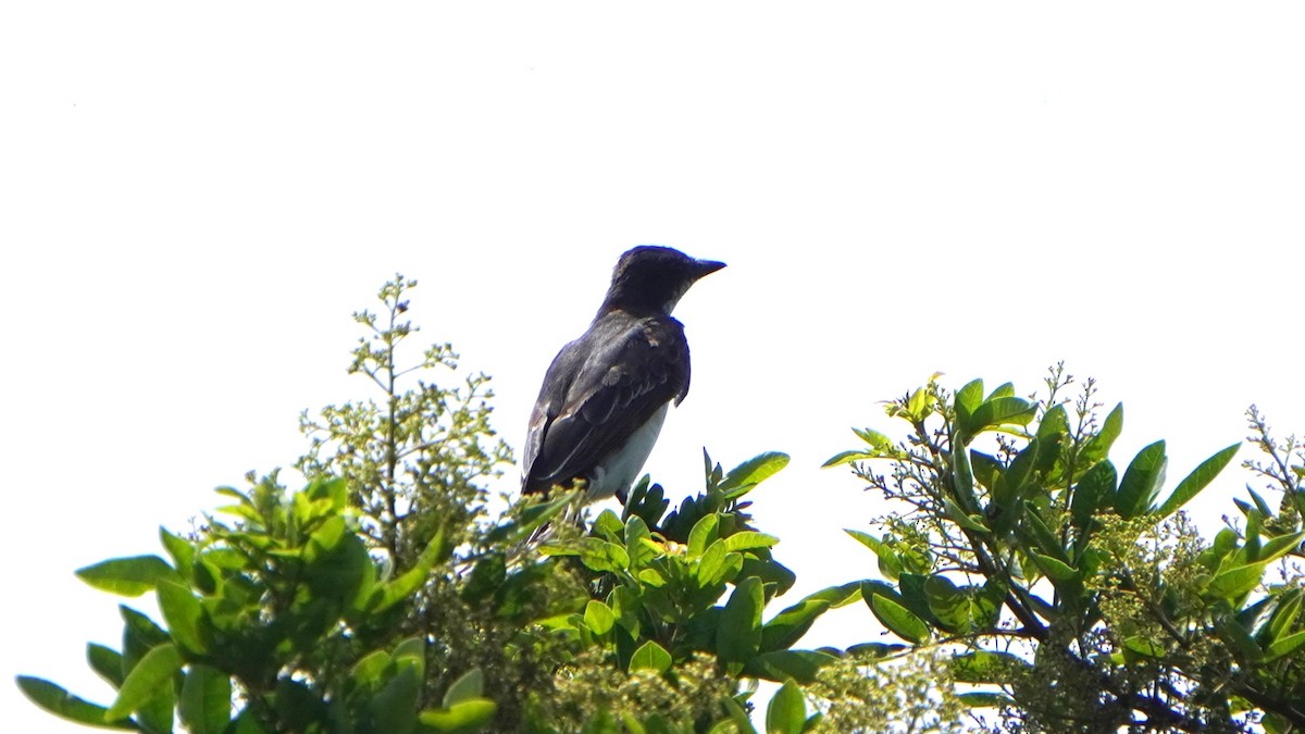 Tyran tritri - ML647733131