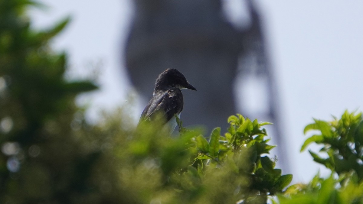 Tyran tritri - ML647733132