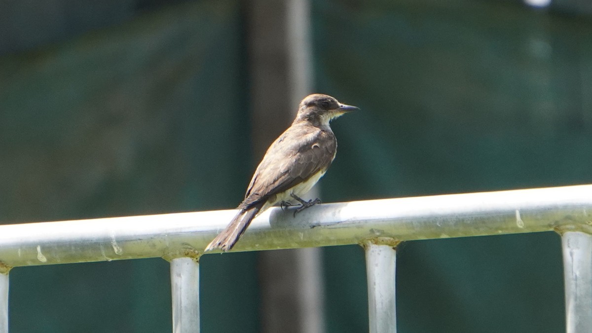 Tyran tritri - ML647733133