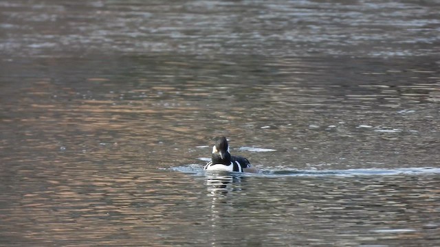 Капюшоновый крохаль - ML647733134
