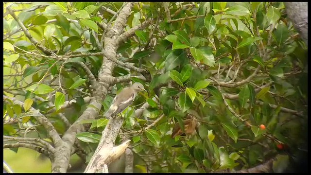 Малый скворец - ML647733141