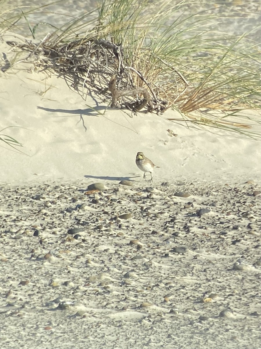 Horned Lark - ML647733146