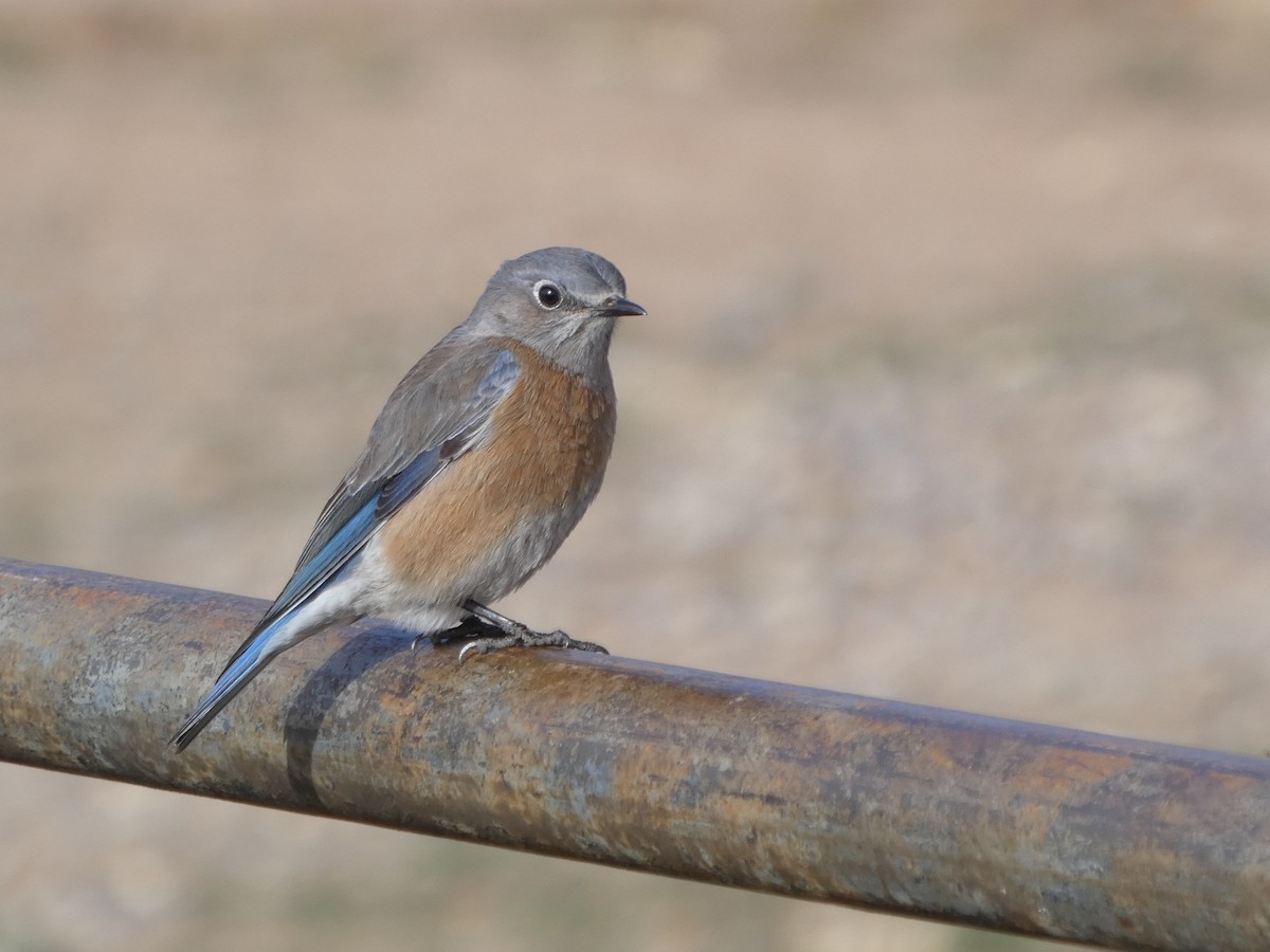 Western Bluebird - ML647733150