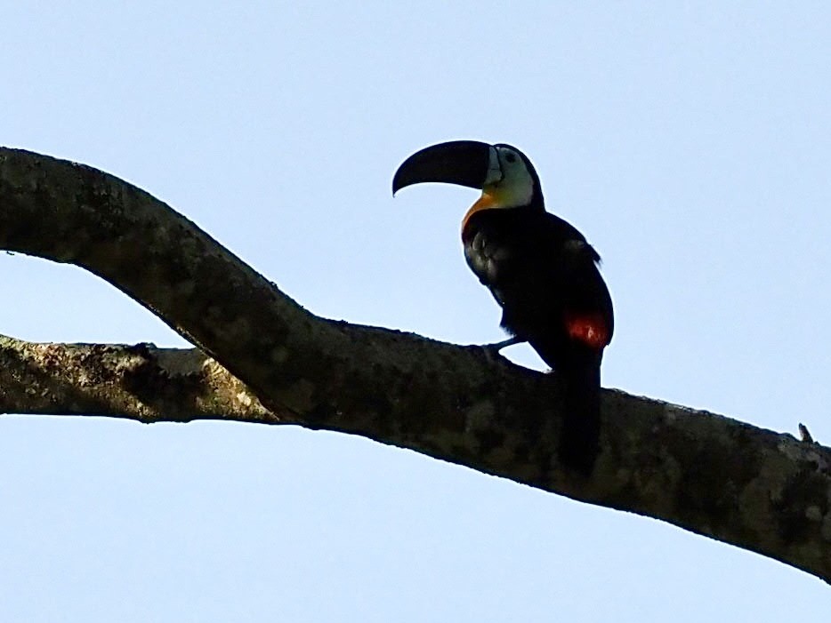 Channel-billed Toucan - ML647733161