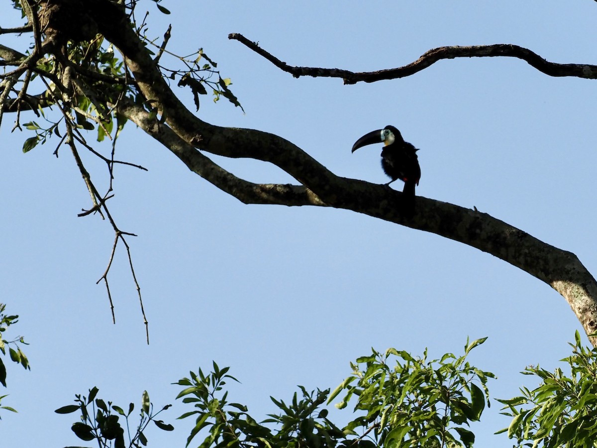 Channel-billed Toucan - ML647733162