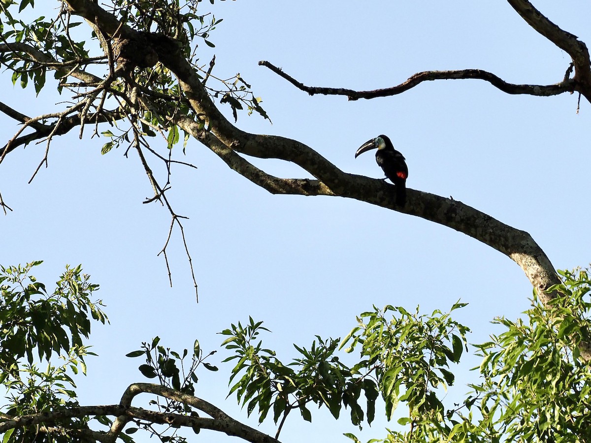 Channel-billed Toucan - ML647733163