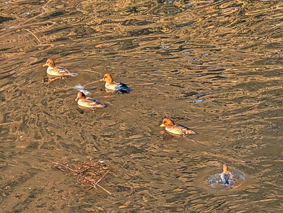 キタホオジロガモ - ML647733171