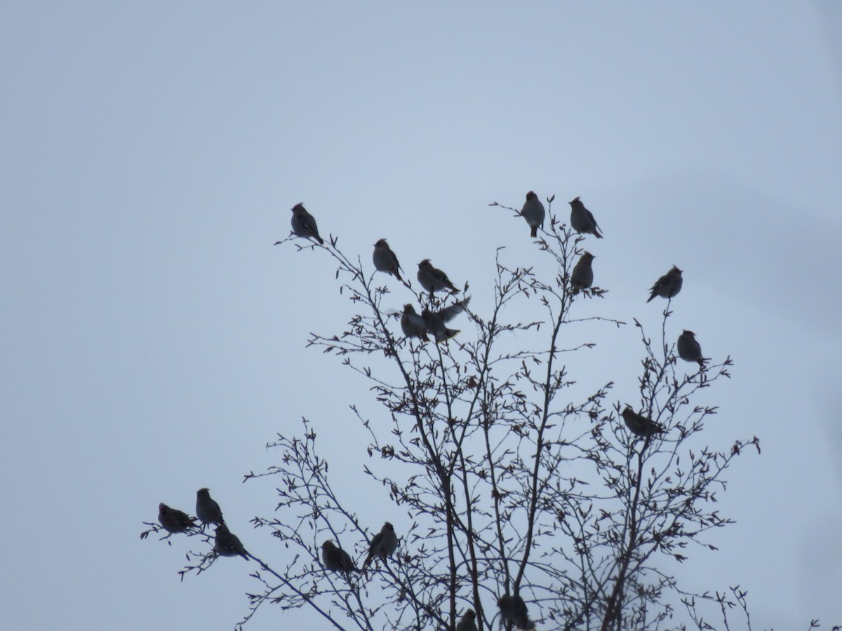 Bohemian Waxwing - ML647733177