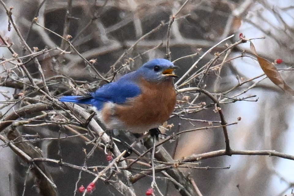 Azulejo Oriental - ML647733201