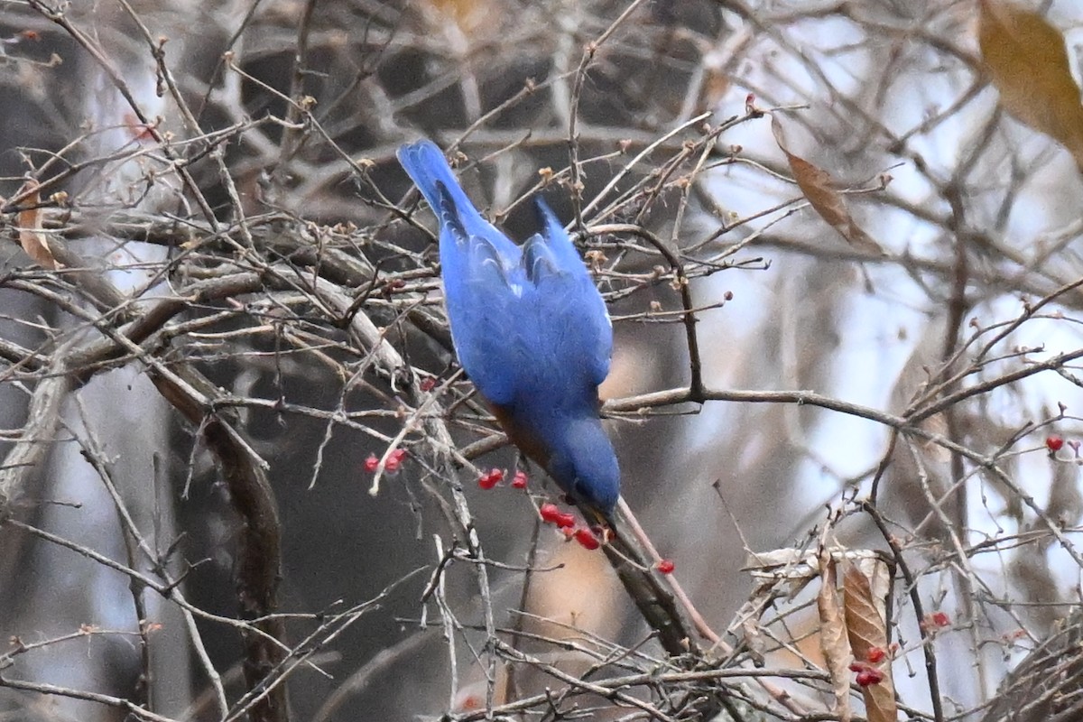 Azulejo Oriental - ML647733202
