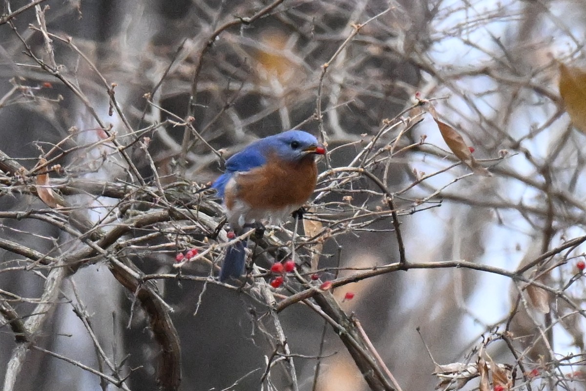 Azulejo Oriental - ML647733203