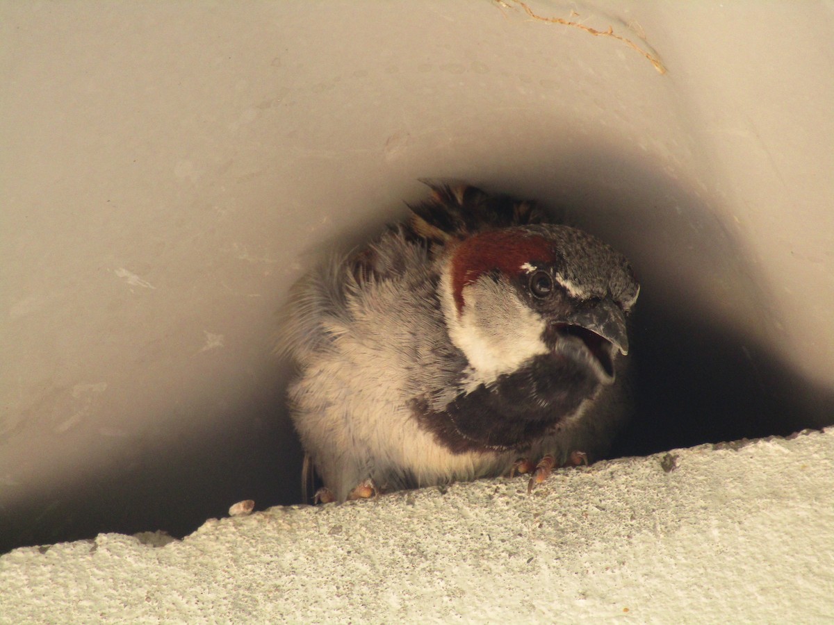House Sparrow - ML647733208