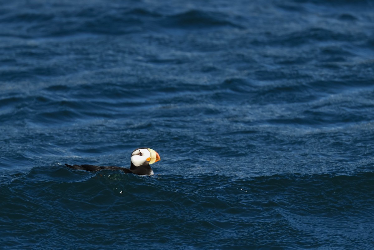 Horned Puffin - ML647733210