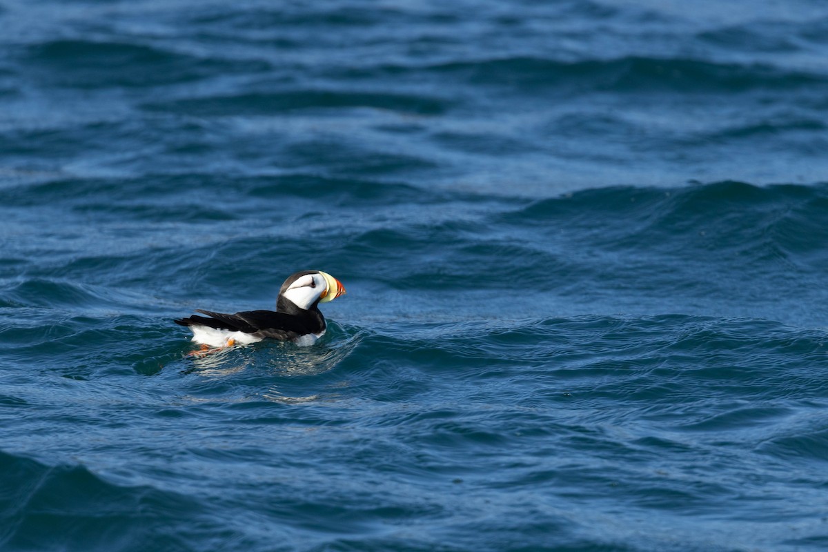 Horned Puffin - ML647733211