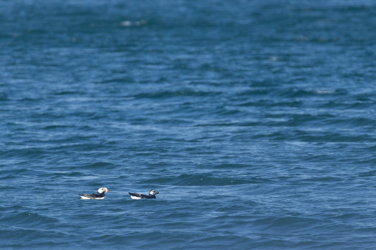 Horned Puffin - ML647733212