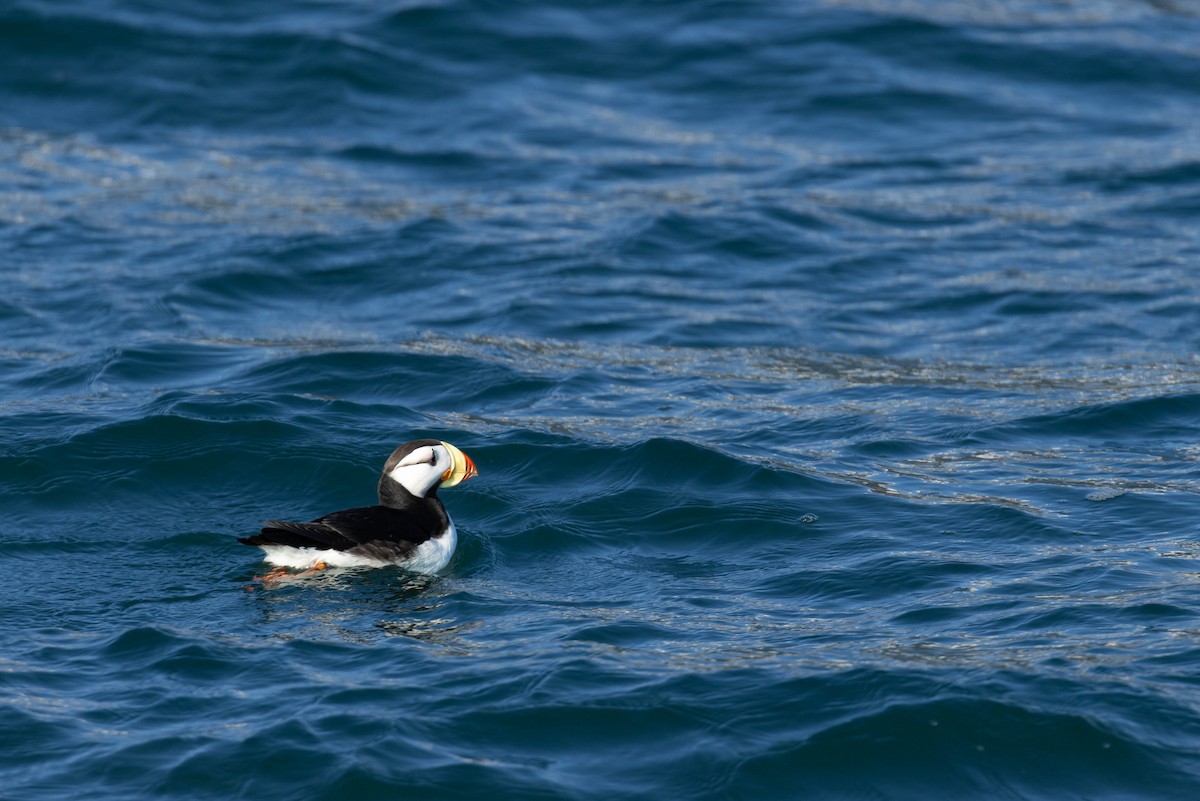 Horned Puffin - ML647733213