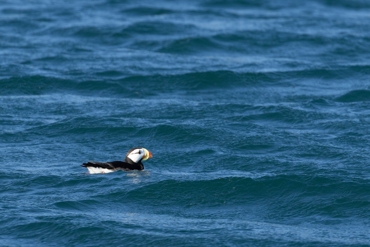 Horned Puffin - ML647733214