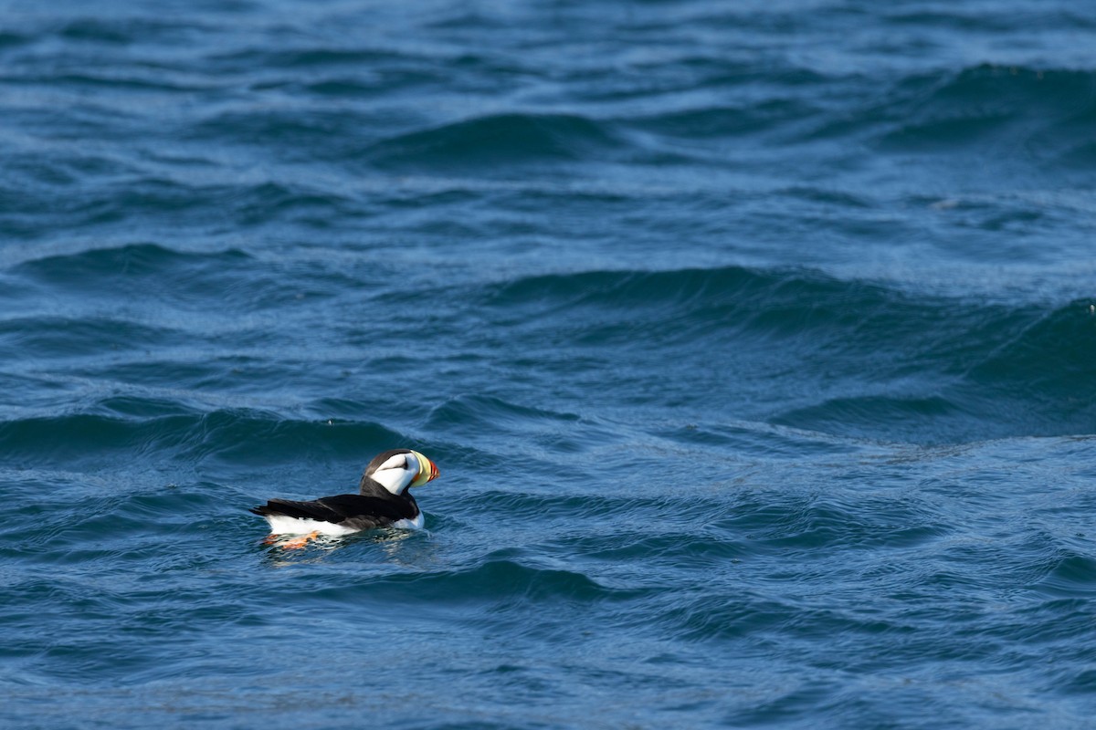 Horned Puffin - ML647733215