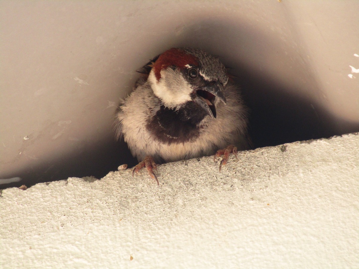 House Sparrow - ML647733220
