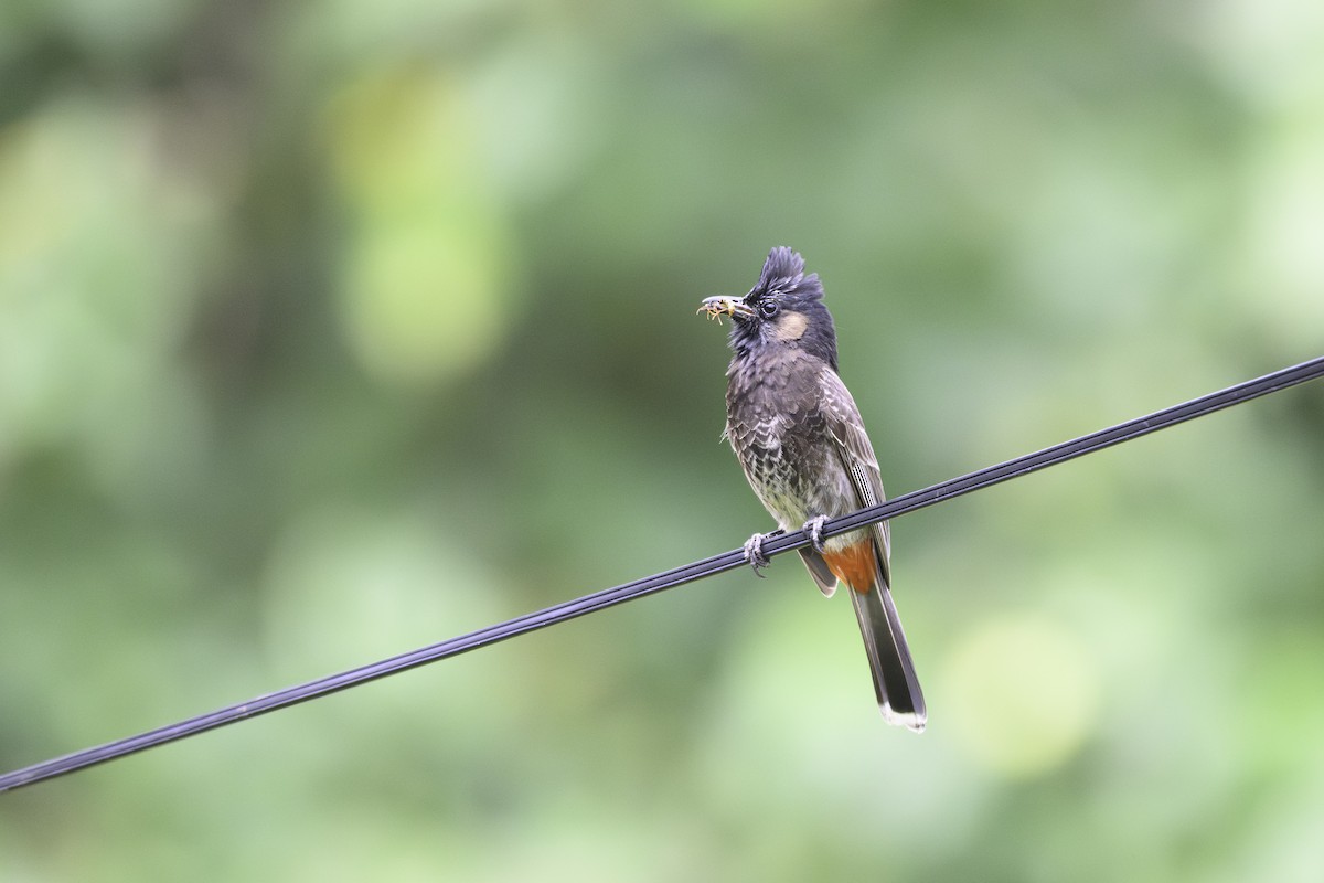 Red-vented Bulbul - ML647733232