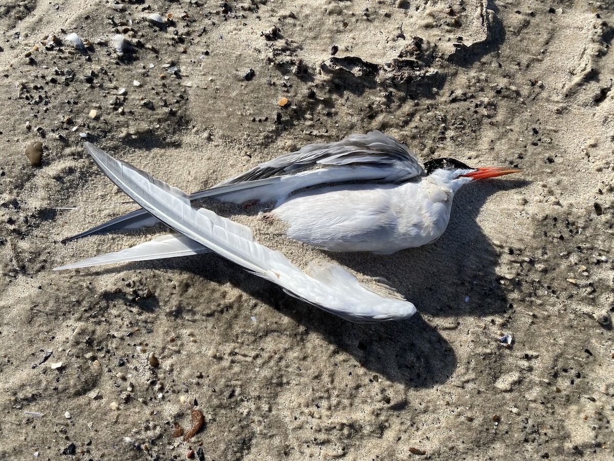 Common Tern - ML647733233