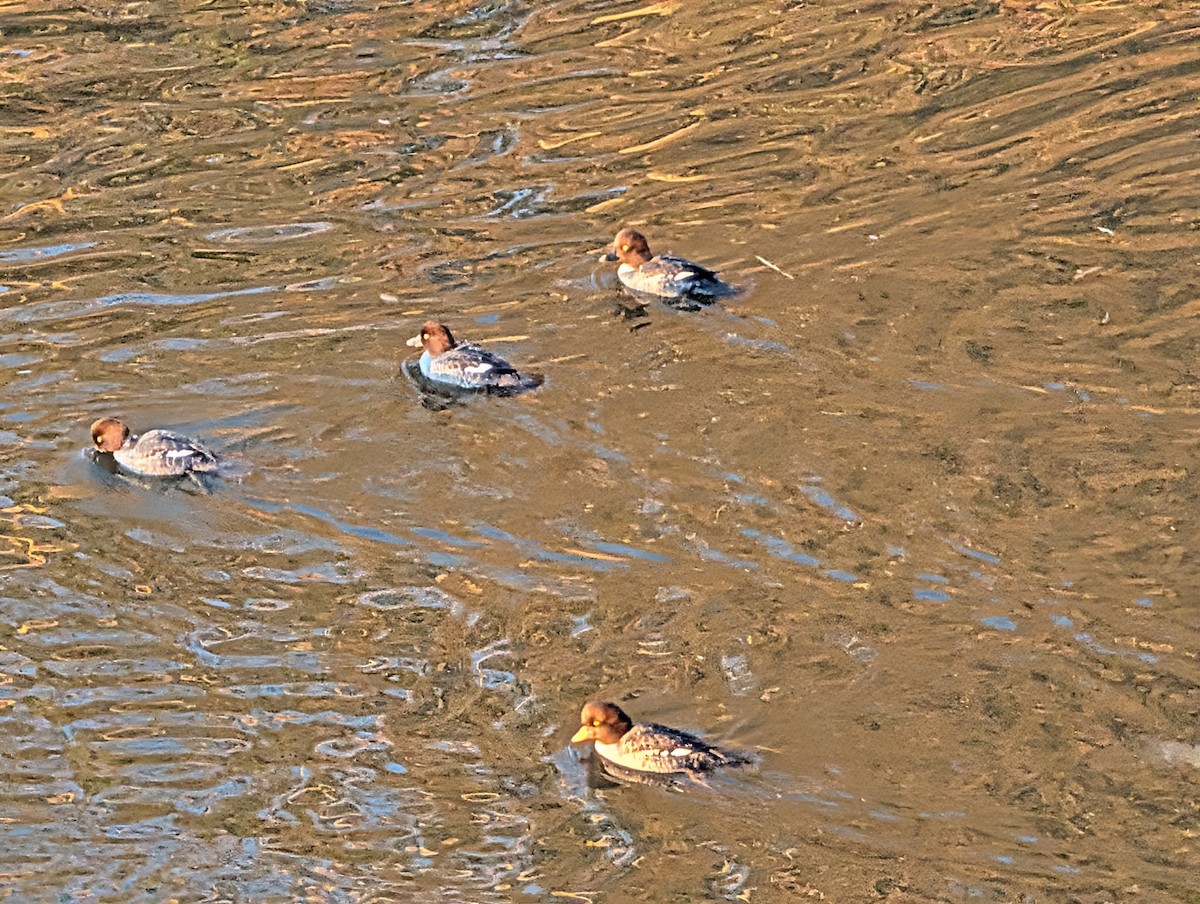 キタホオジロガモ - ML647733235