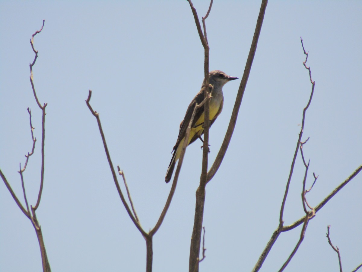 Western Kingbird - ML647733236