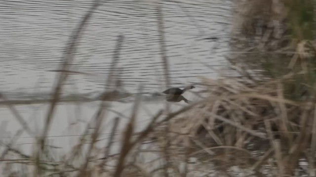 Пестроклювая поганка - ML647733243