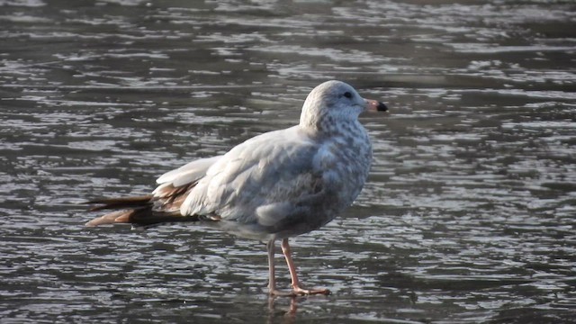 Делавэрская чайка - ML647733245