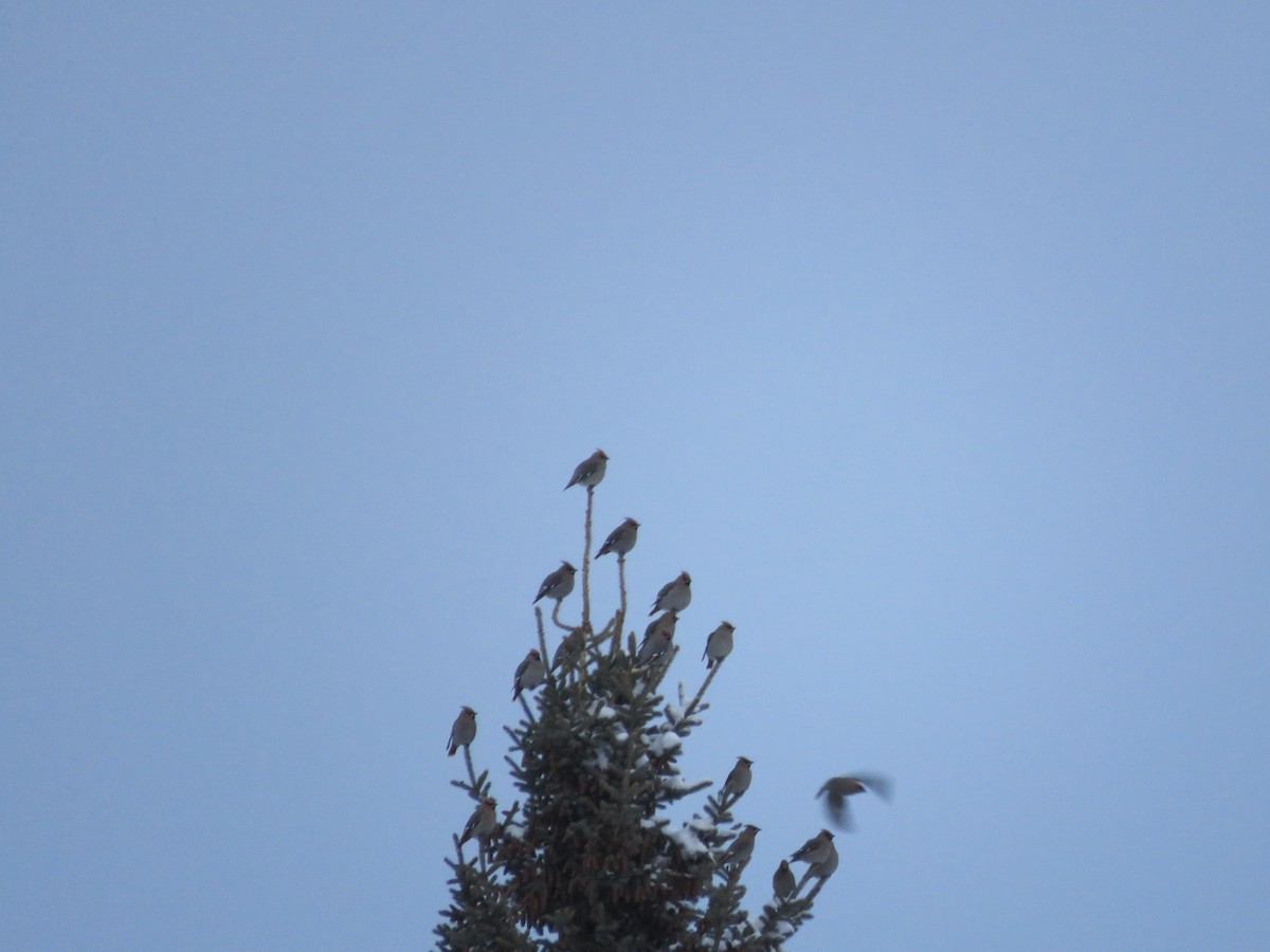 Bohemian Waxwing - ML647733261