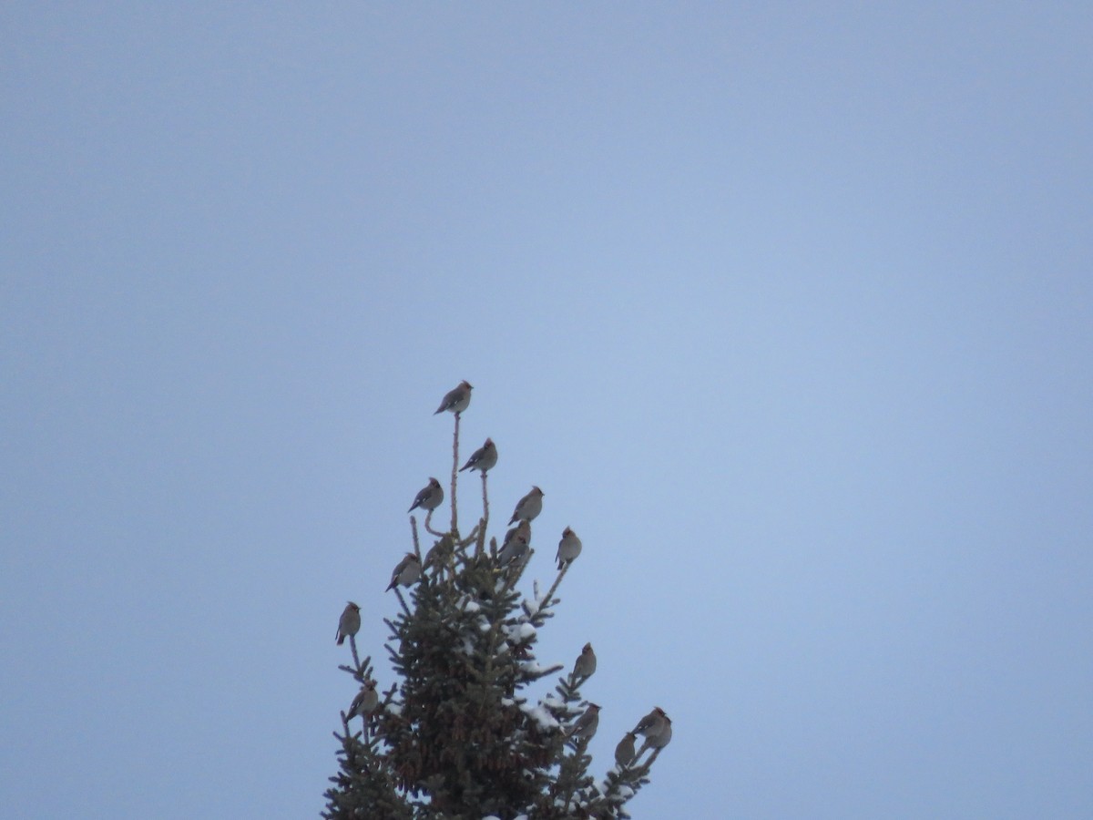 Bohemian Waxwing - ML647733262