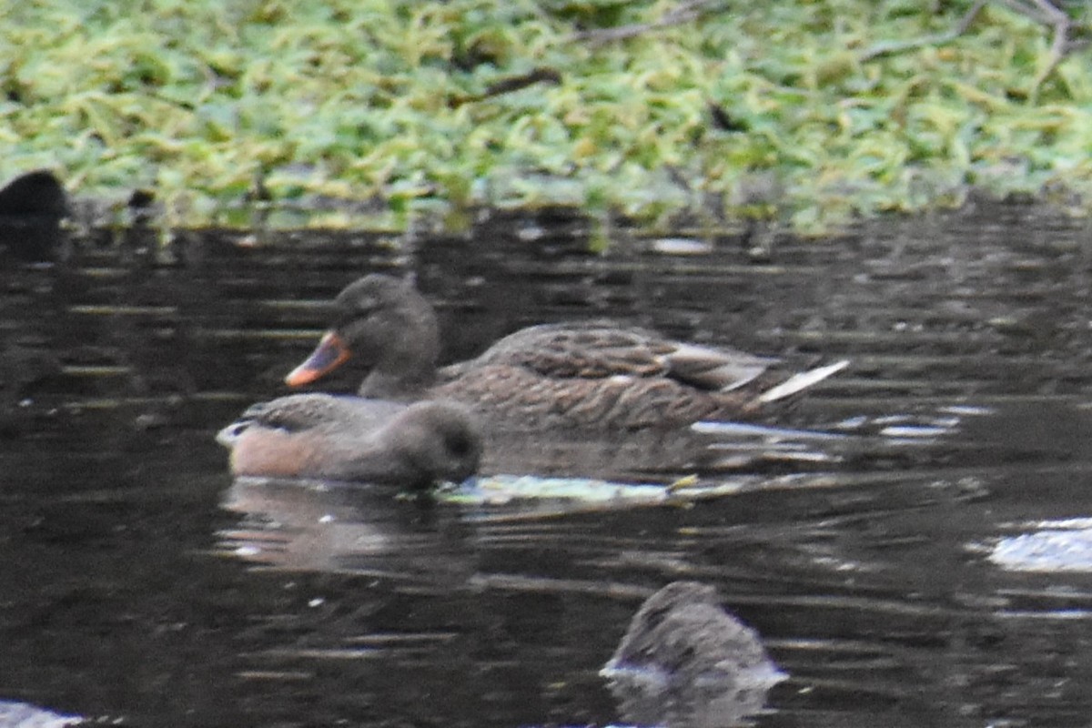 マガモ - ML647733269