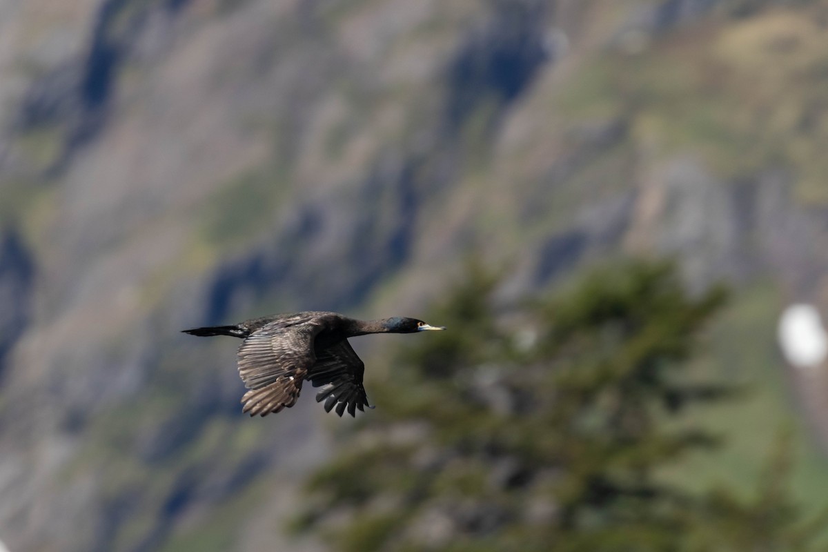 Cormoran à face rouge - ML647733280