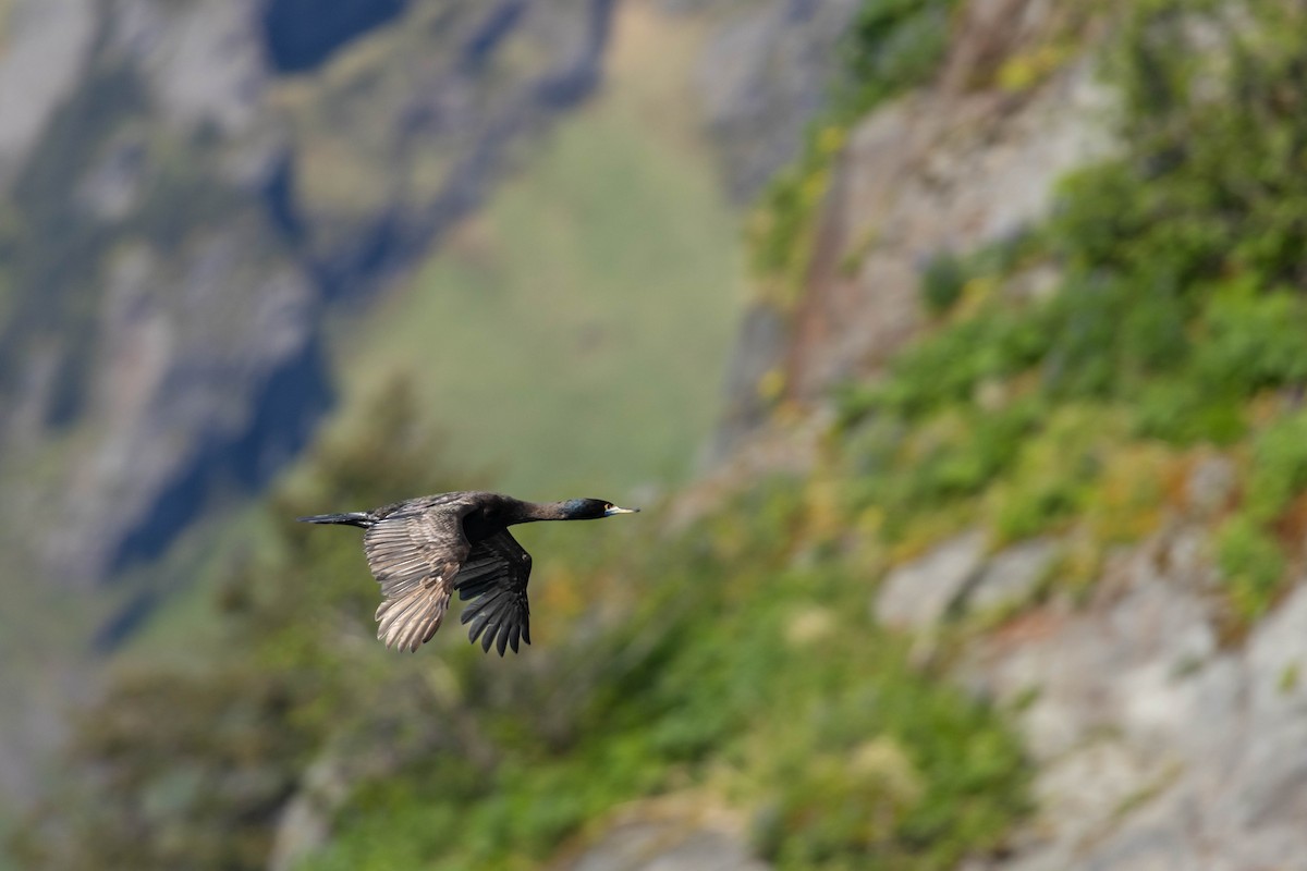 Cormoran à face rouge - ML647733281
