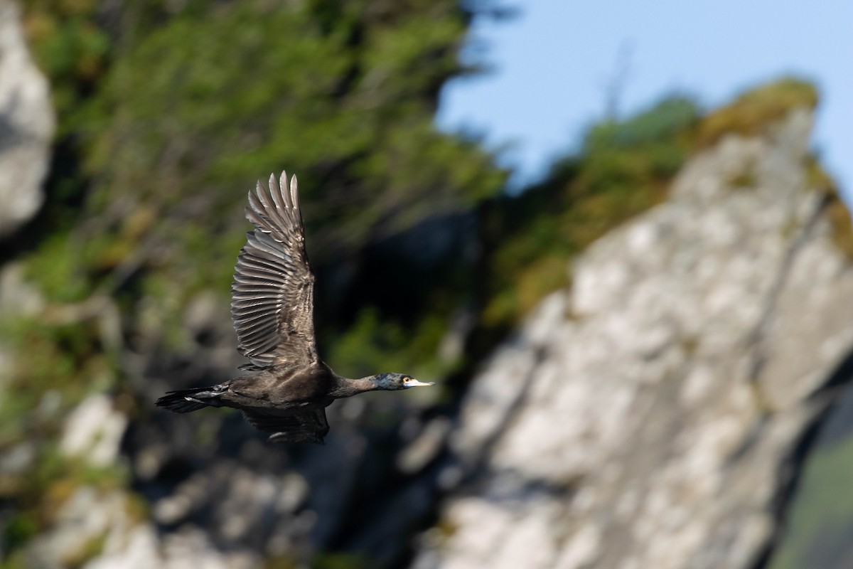 Cormoran à face rouge - ML647733282