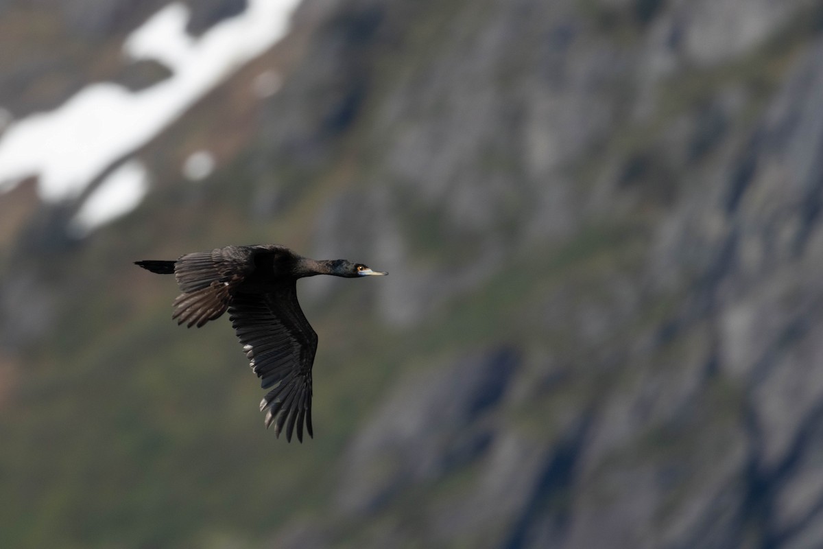 Cormoran à face rouge - ML647733283